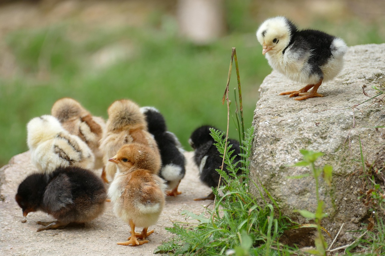 Netherlands to cull 71,000 chickens after bird flu detection